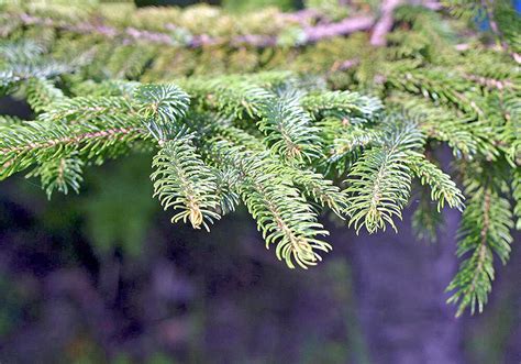 松 陽樹|樹木の陰陽について知りたい。陰の木はイチジク、陽の木はマツ。